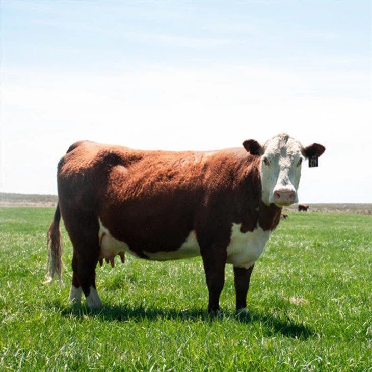 Bovine Hide Collagen Peptides